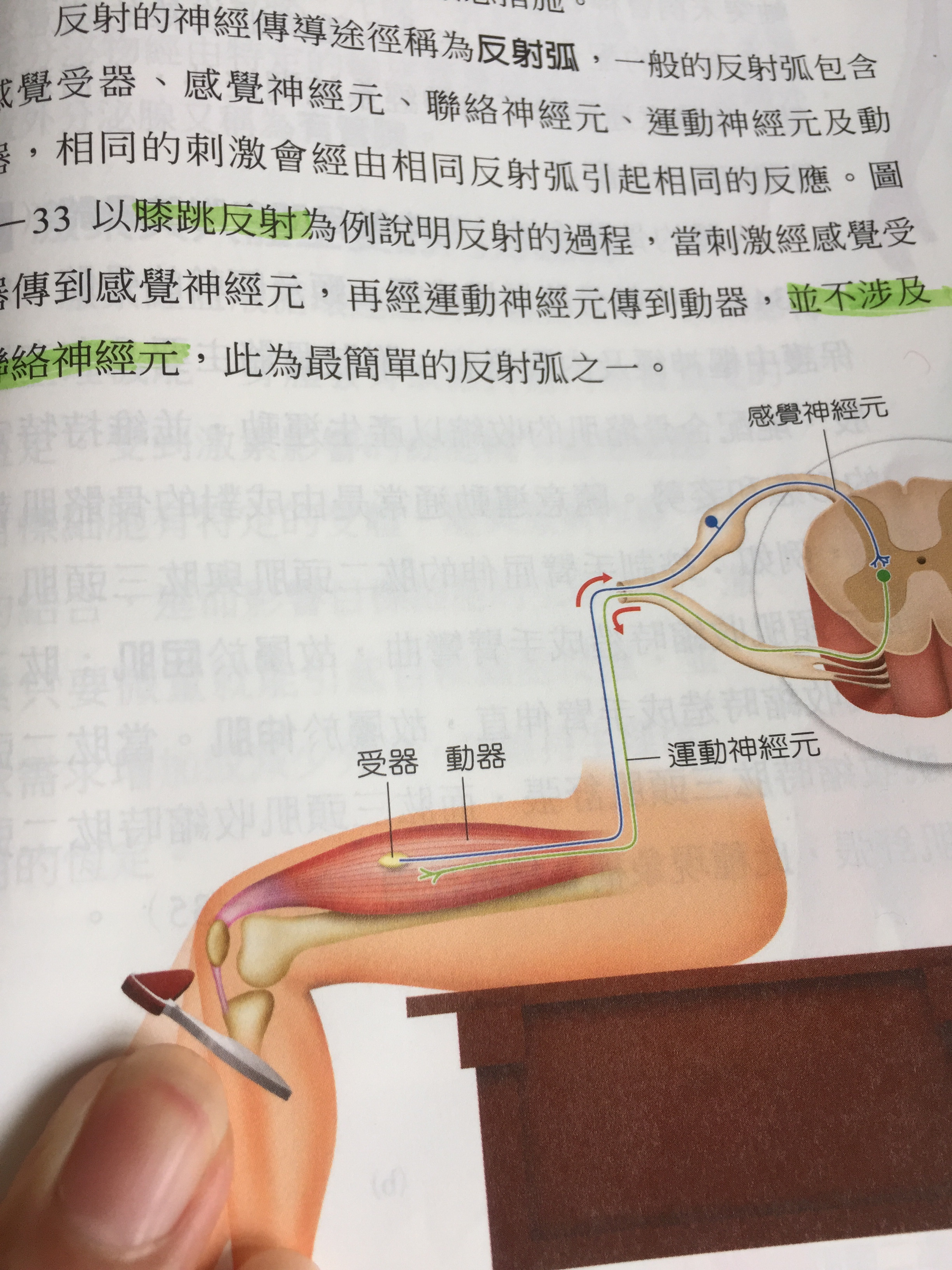 膝跳反射不是会经过脊髓吗,为什麼不涉及联络
